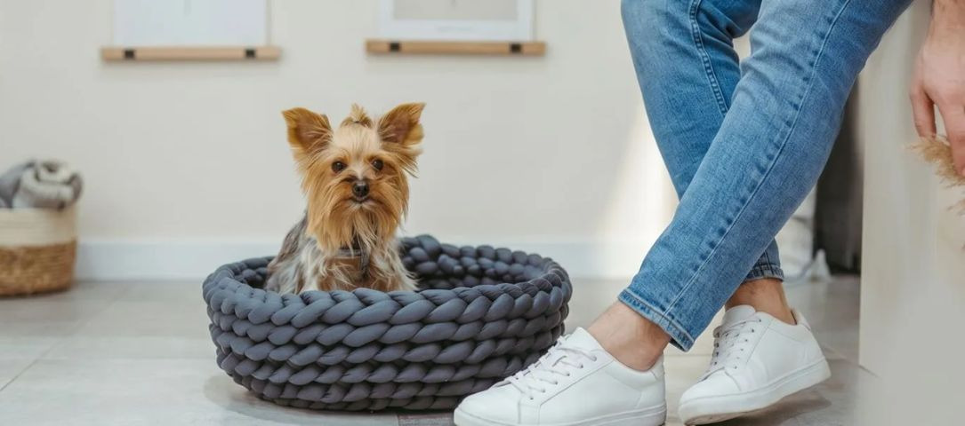 Wie macht man ein geflochtenes Körbchen für einen kleinen Hund?